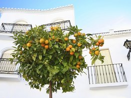 [Translate to Kazakh:] Апельсиновое дерево, растущее перед домом